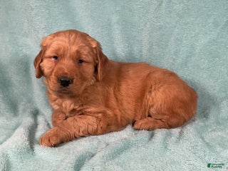 Golden Retriever dogs Lacey - Ad 16