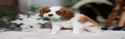 Cavalier King Charles Spaniel dogs for sale: Landon - Ad 7
