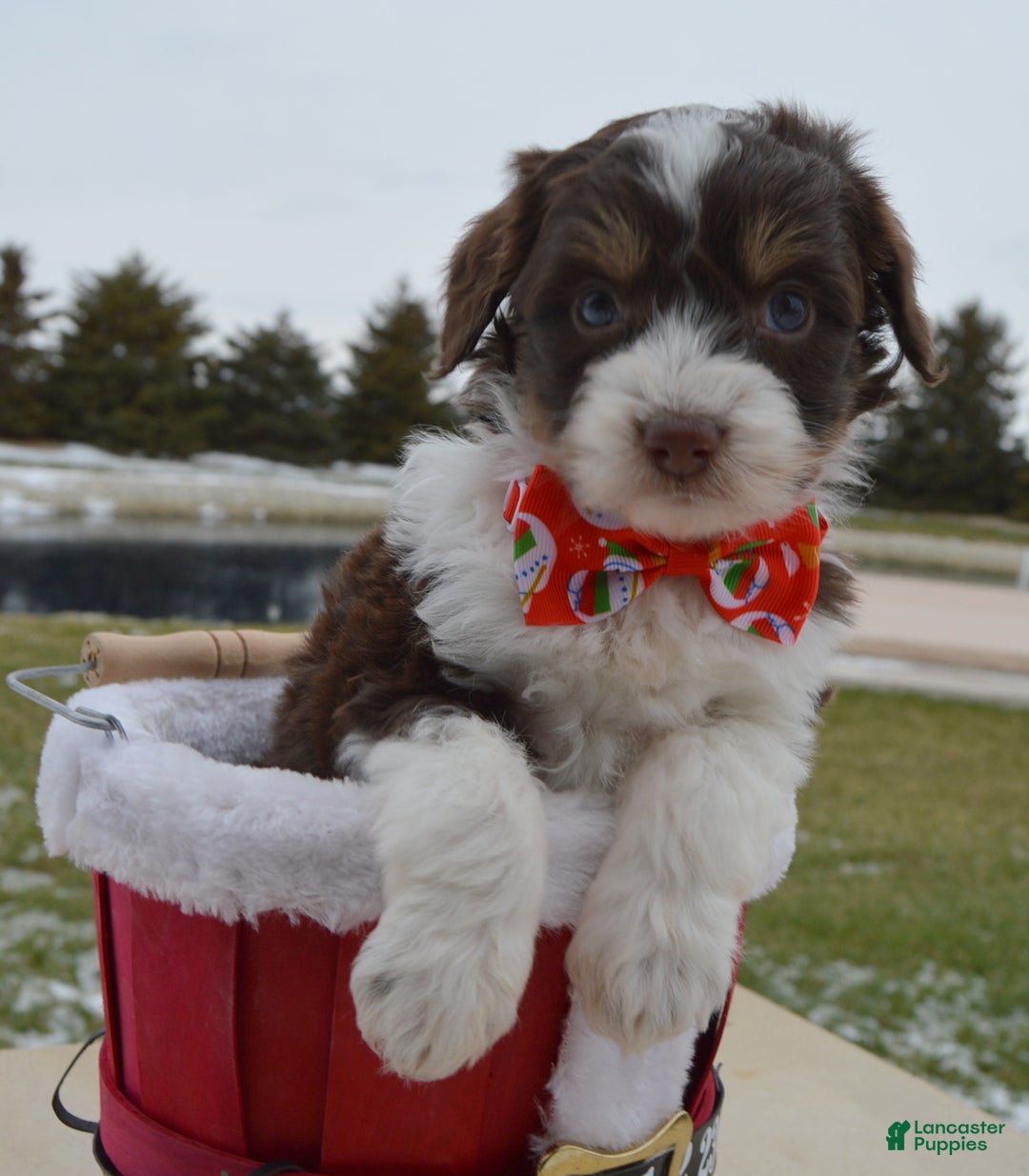 Mini Aussiedoodle dogs for sale: Toy Autumn - Ad 2