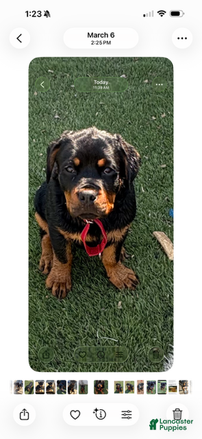 Rottweiler dogs Red Collar - Ad 34