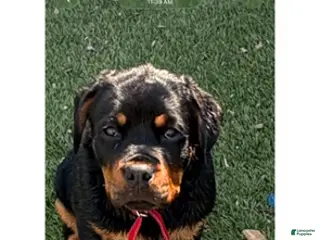Rottweiler dogs Red Collar - Ad 5