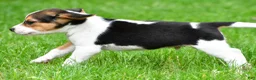 Beagle dogs for sale: Jackson - Ad 2