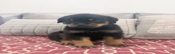 Rottweiler dogs for sale: White color, boy - Ad 3
