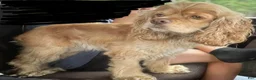 Mixed Breed dogs for sale: Little Bear - Ad 7