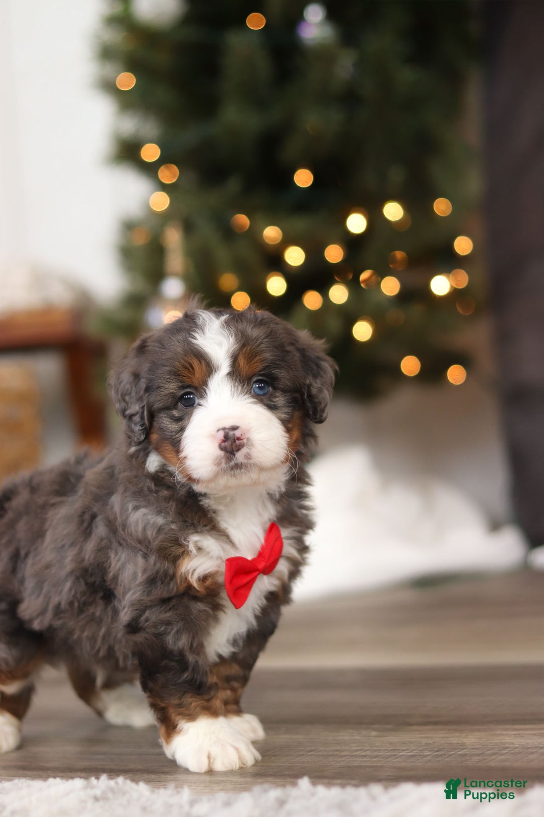 Mini Bernedoodle dogs for sale: Theo - Ad 4