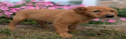 Golden Retriever dogs for sale: Abbott - Ad 2