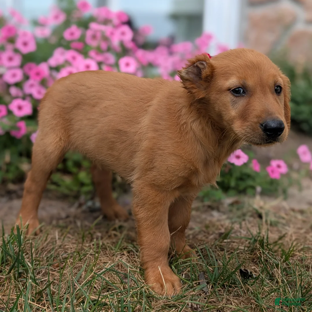 Golden Retriever dogs for sale: Abbott - Ad 2