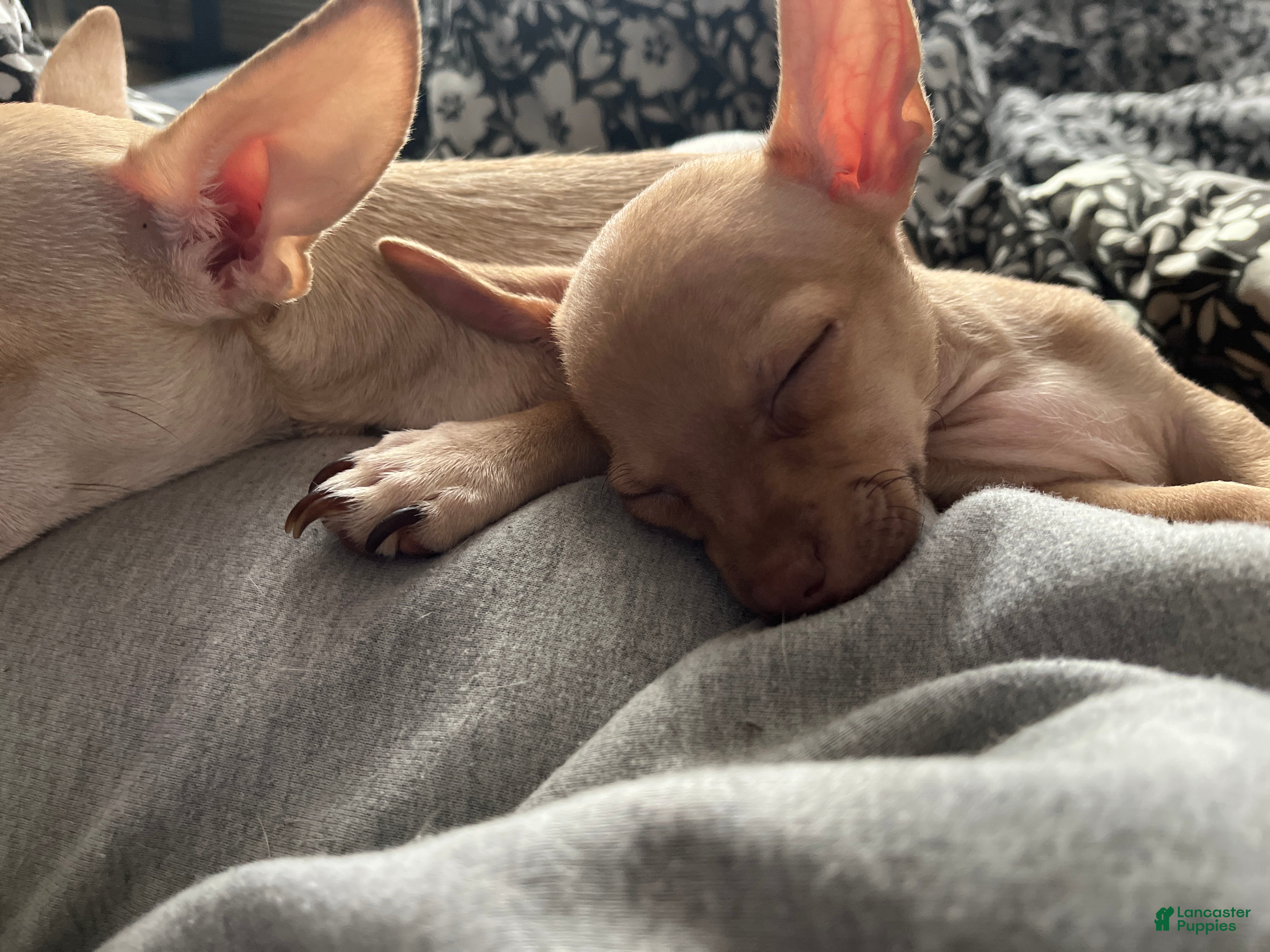 Mixed Breed dogs Mixed Breed Puppy 1 - Ad 2