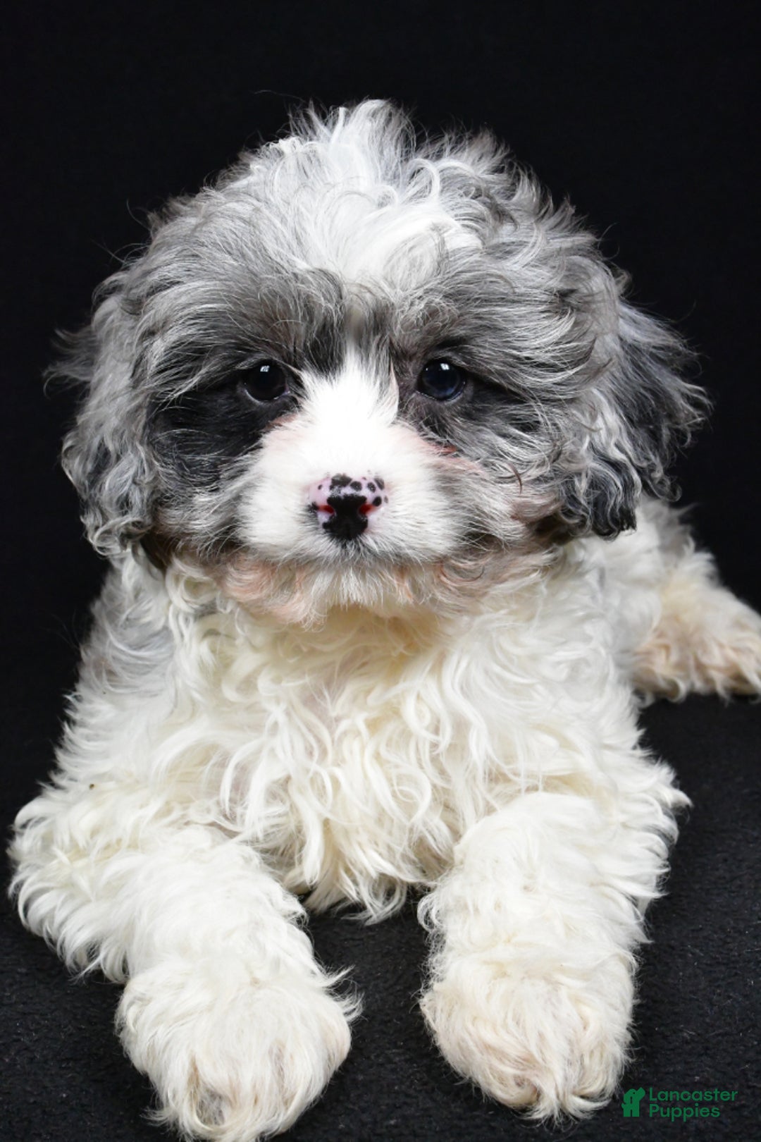 Cavapoo dogs for sale: Adele - Ad 1