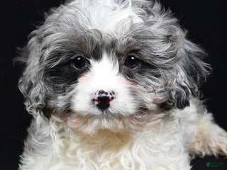 Cavapoo dogs Adele - Ad 20
