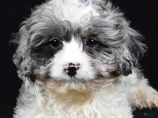 Cavapoo dogs Adele - Ad 42