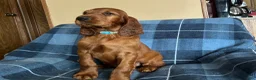 Irish Setter dogs for sale: Irish Setter 7 - Ad 12