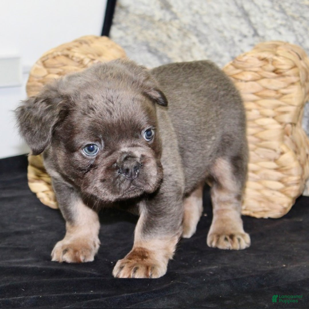 French Bulldog dogs for sale: Bolt - Ad 6