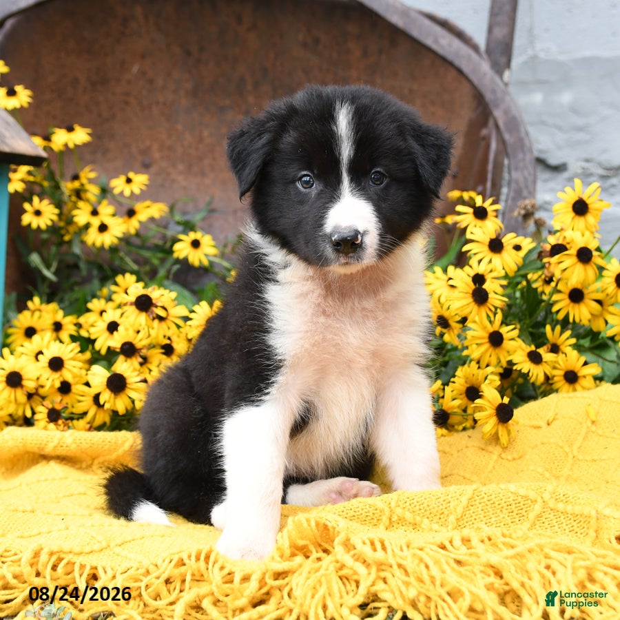 Border Collie dogs Boots - Ad 1