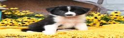 Border Collie dogs for sale: Boots - Ad 1