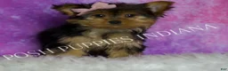 Yorkshire Terrier dogs for sale: Chanel - Ad 4