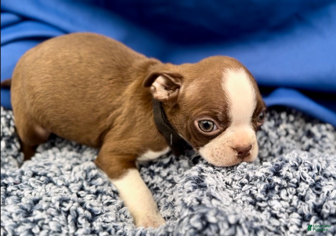 Boston Terrier dogs for sale: Briggs - Ad 3