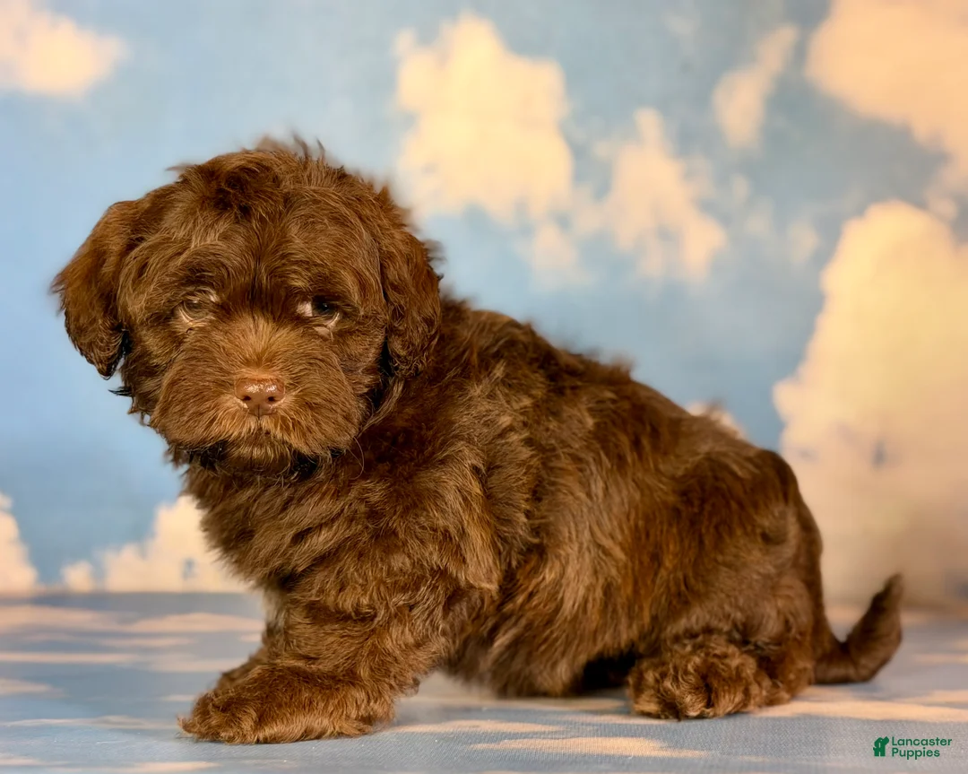 Shihpoo dogs for sale: Fudge  - Ad 3