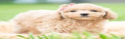 Toy Poodle dogs for sale: Sparkle AKC - Ad 3
