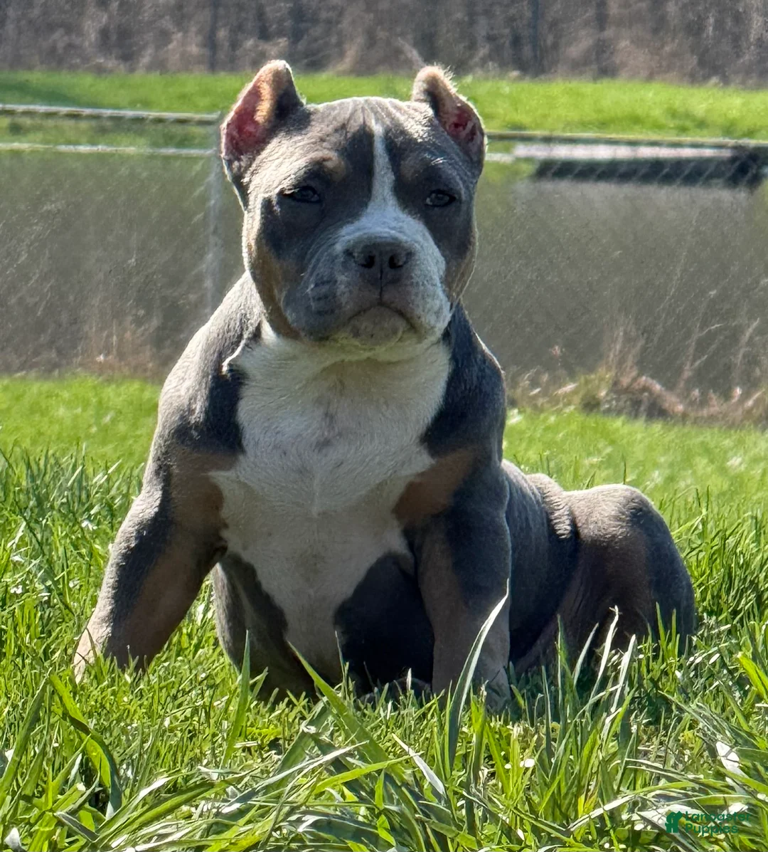 American Bully dogs for sale: Blue Tri Female (Speckles) - Ad 2