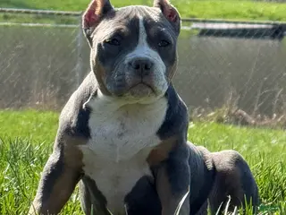 American Bully dogs for sale: Blue Tri Female (Speckles) - Ad 4