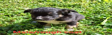 Mixed Breed Puppy 2