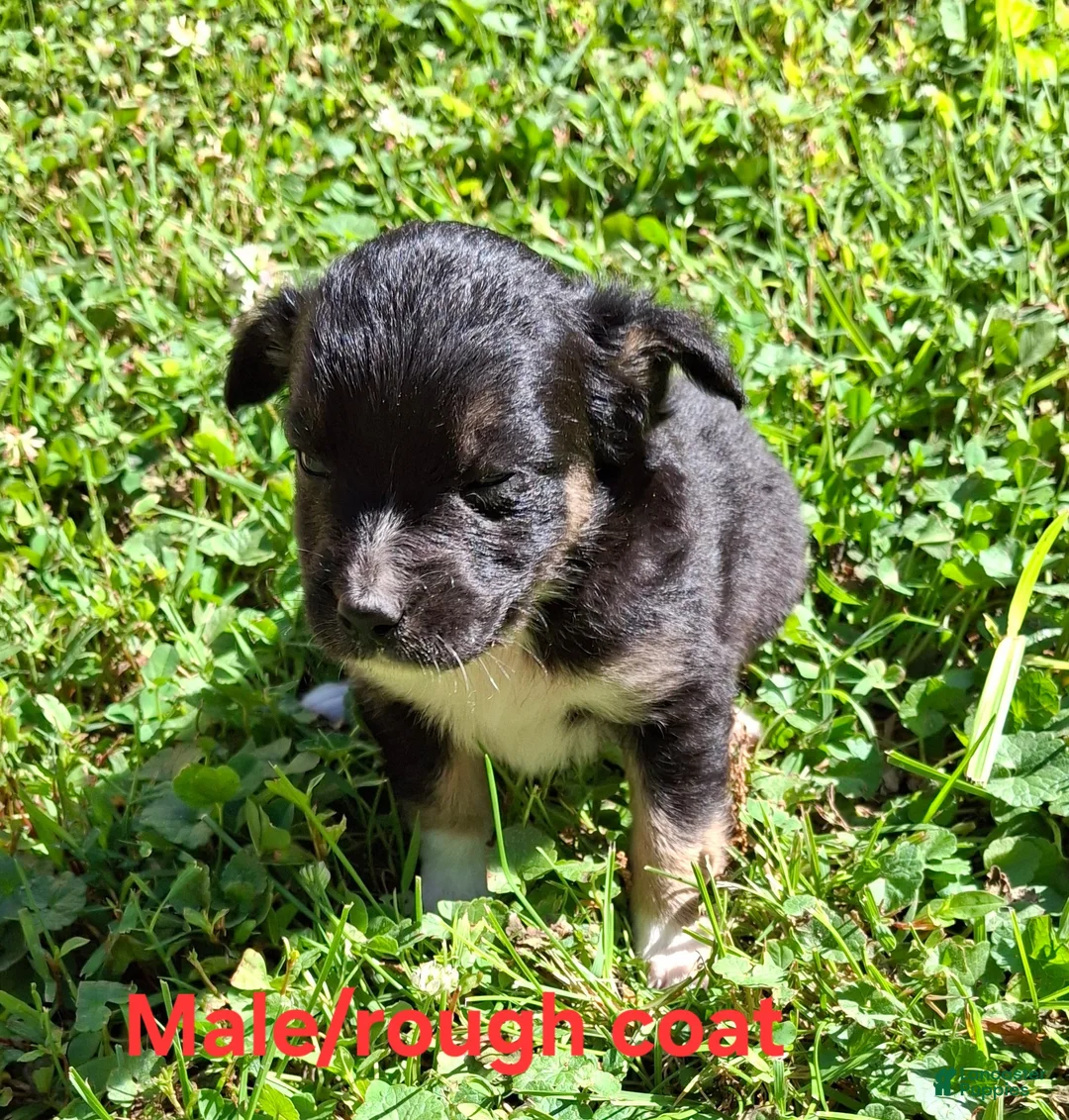 Mixed Breed dogs for sale: Mixed Breed Puppy 2 - Ad 1