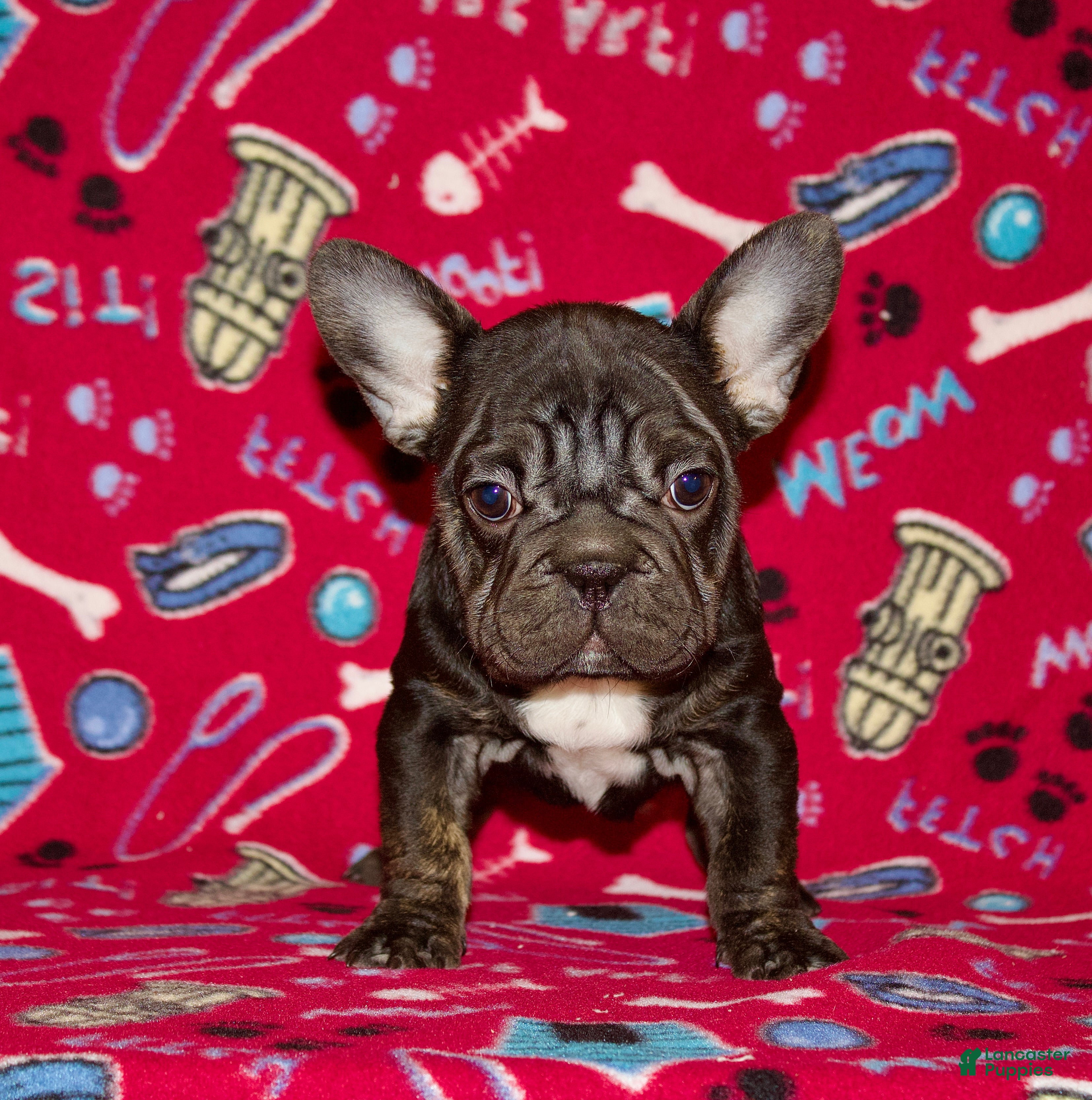 French Bulldog dogs  Puppy 4 - Ad 26