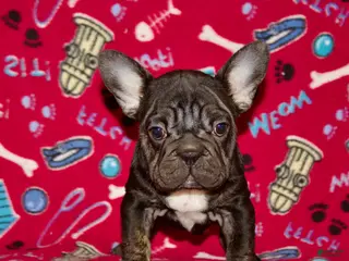 French Bulldog dogs Puppy 4 - Ad 26