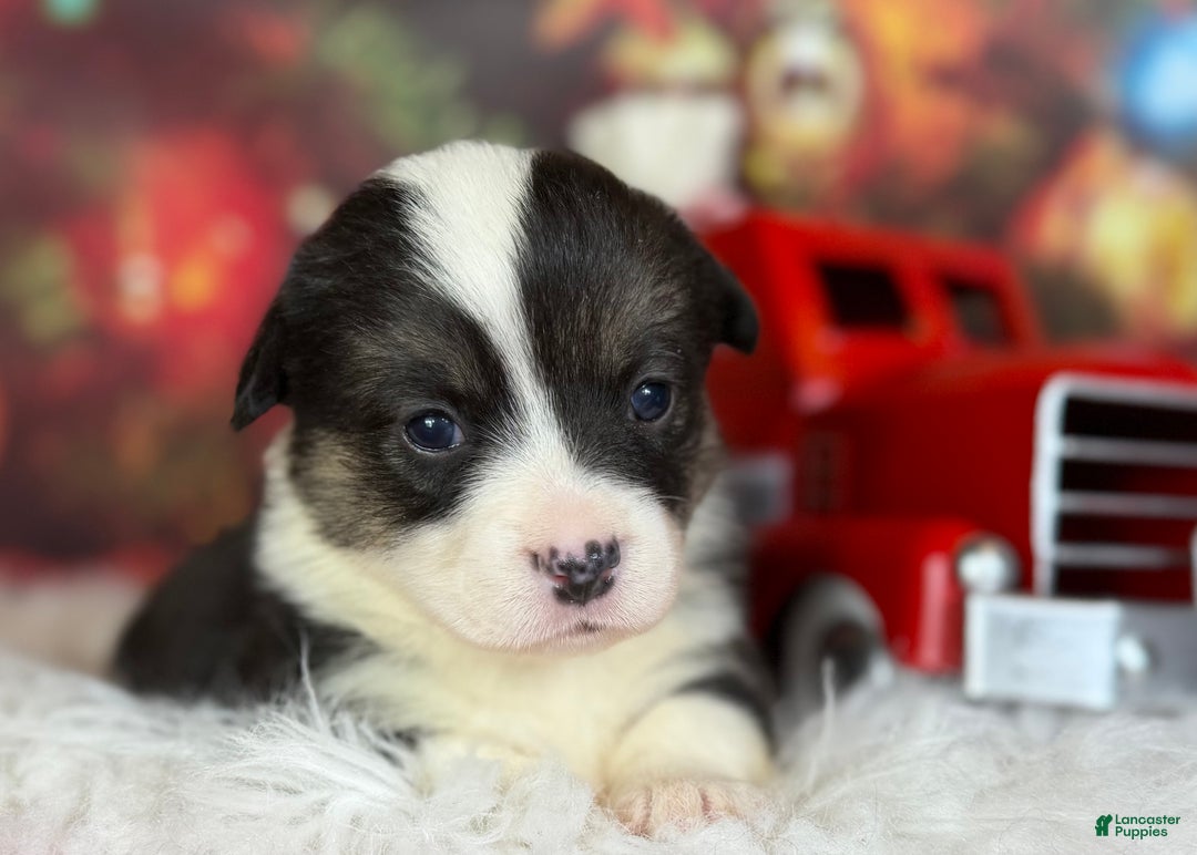 Welsh Corgi Pembroke dogs for sale: Aca twinkle DNA clear full tail fluffy/ Bluie carrier  - Ad 2