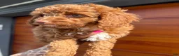 Cavapoo dogs for sale: Chosen💚🐾 - Ad 5