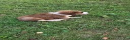 Mixed Breed dogs for sale: Marley - Ad 18