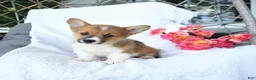 Welsh Corgi Pembroke dogs for sale: Kora - Ad 4