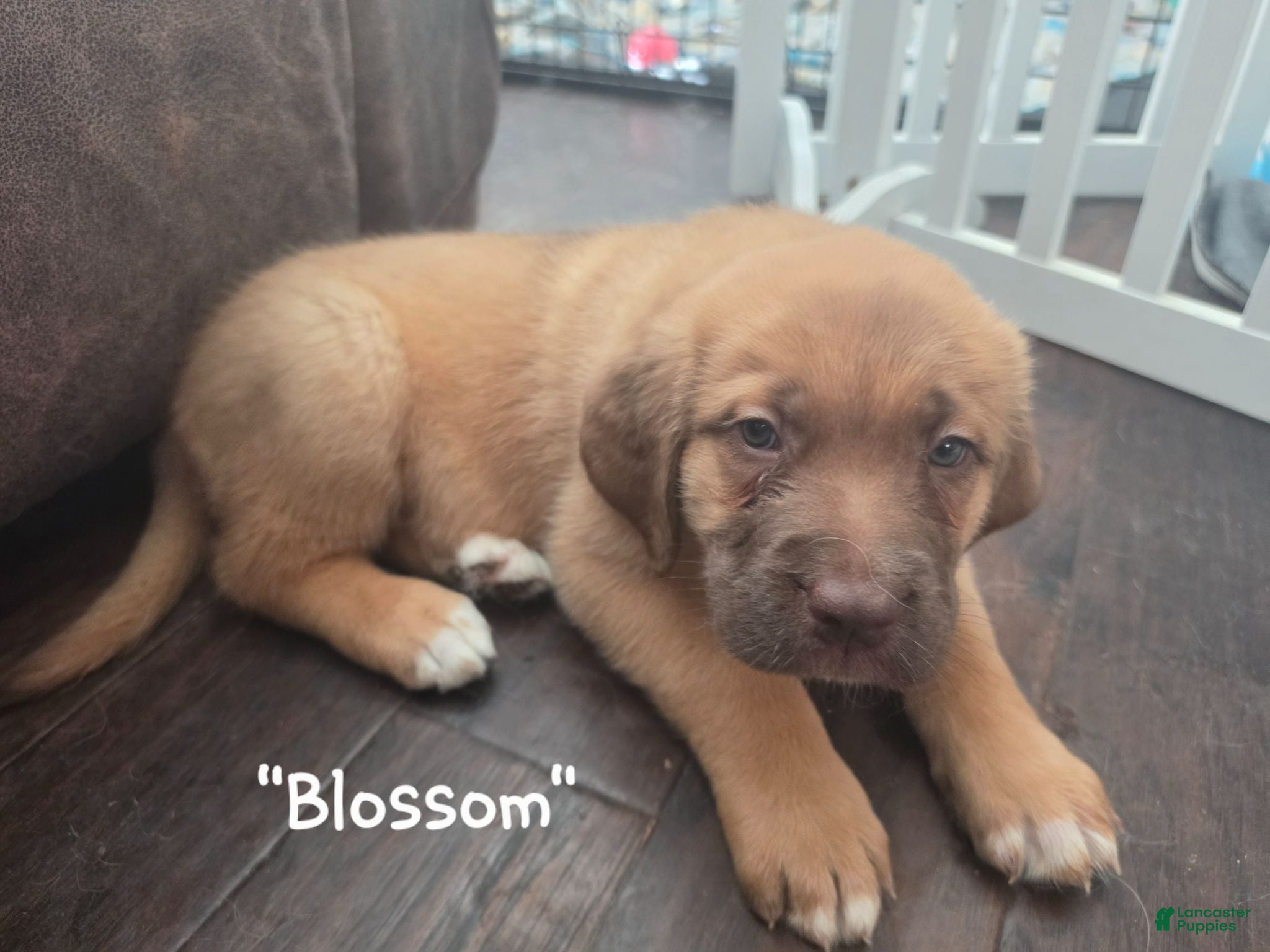Mixed Breed dogs "Blossom" - St. Bermastiff  - Ad 2