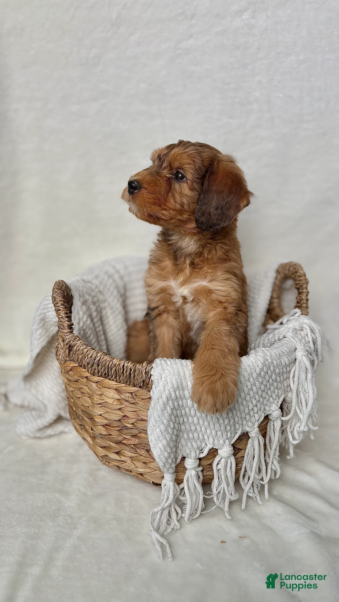 Bernedoodle dogs for sale: Bruno - Ad 3