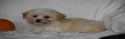 Maltipoo dogs for sale: Grant - Ad 9