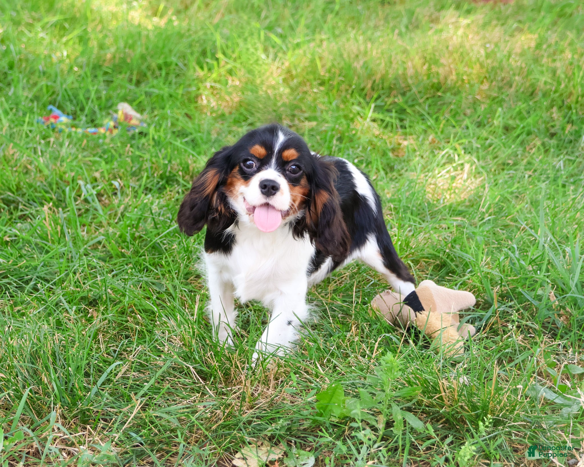 Cavalier King Charles Spaniel dogs Kaiden - Ad 2