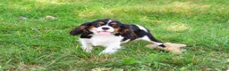 Cavalier King Charles Spaniel dogs for sale: Kaiden - Ad 2