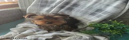 Yorkshire Terrier dogs for sale: Hunter - Ad 1