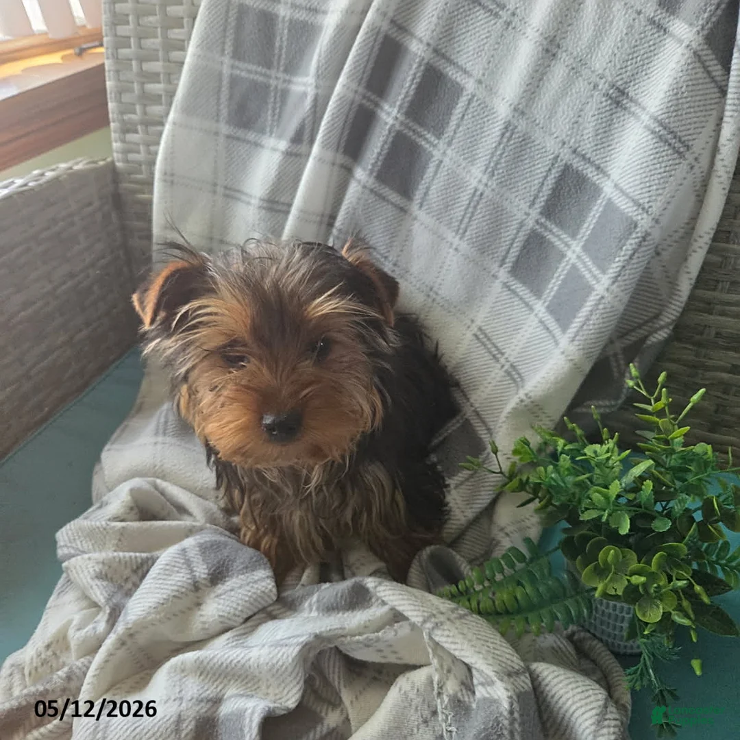 Yorkshire Terrier dogs for sale: Hunter - Ad 1