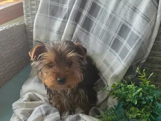 Yorkshire Terrier dogs for sale: Hunter - Ad 2