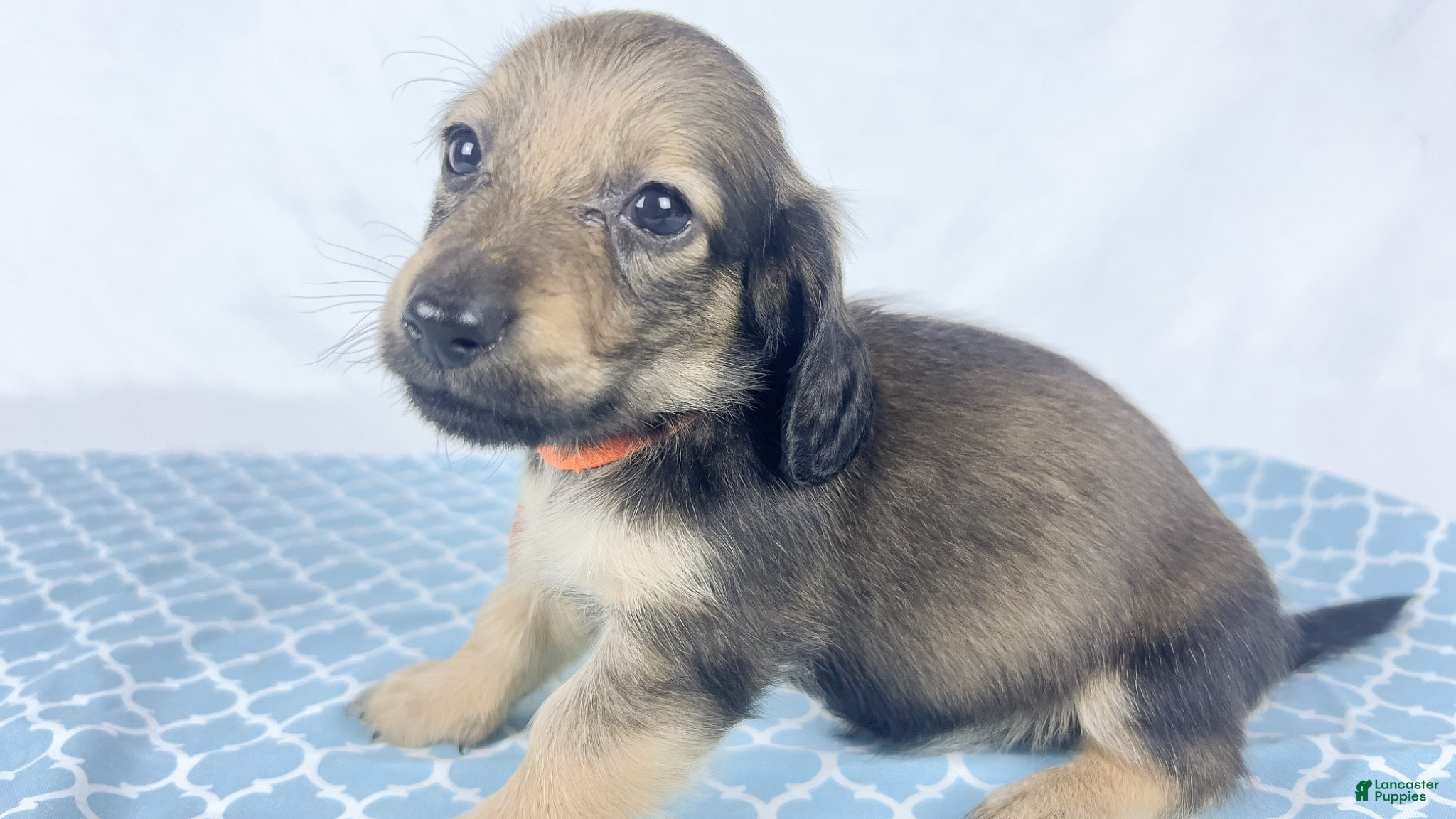Miniature Dachshund dogs Frank - Ad 35