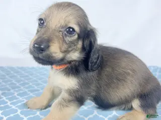 Miniature Dachshund dogs Frank - Ad 35