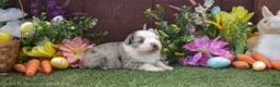 Australian Shepherd dogs for sale: Sneezy 2 blue eyes blue merle - Ad 3