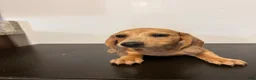 Miniature Dachshund dogs for sale: Ansh  - Ad 3