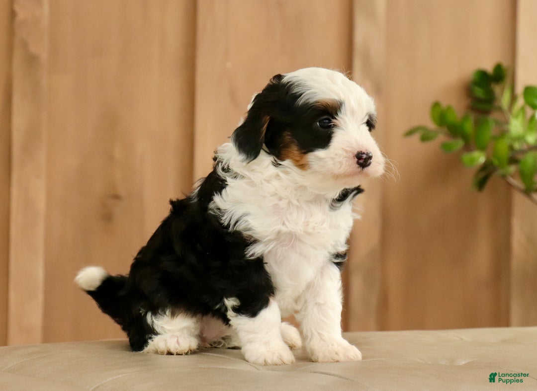Mini Bernedoodle dogs for sale: Shiloh - Ad 2