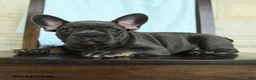 French Bulldog dogs for sale: Logan - Ad 4