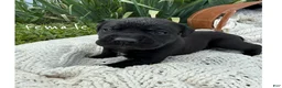 Boxador dogs for sale: Boxador 3 - Ad 1