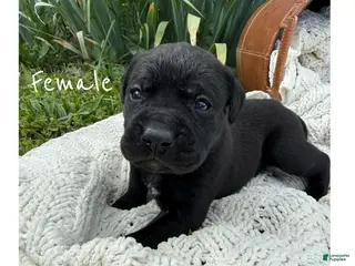 Boxador dogs Boxador 3 - Ad 5