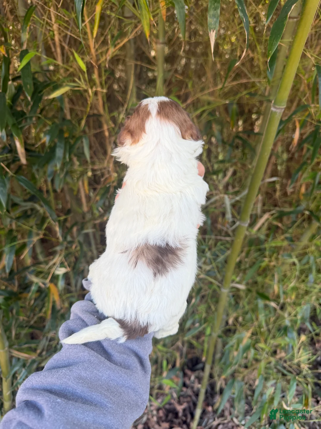 Shihpoo dogs for sale: Shihpoo Puppy 2 - Ad 2